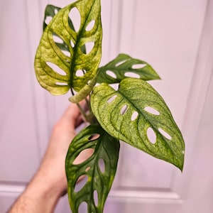 monstera esqueleto vs adansonii Monstera Esqueleto 2” plant **(ALL plants require you to purchase ANY –  GoldenGreeneryCo main image 1