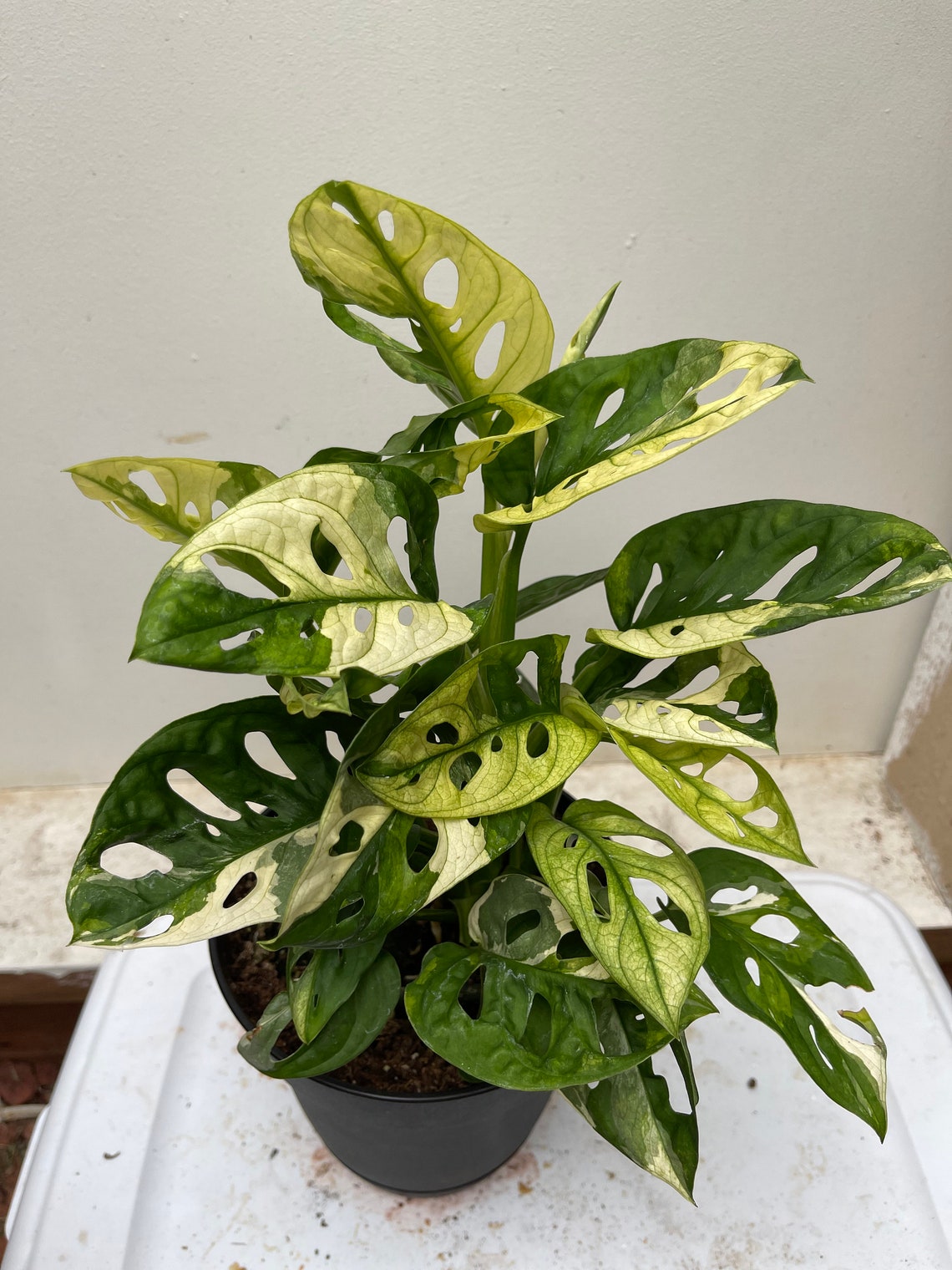 Rare Monstera Adansonii Archipelago Ghost Variegated Etsy