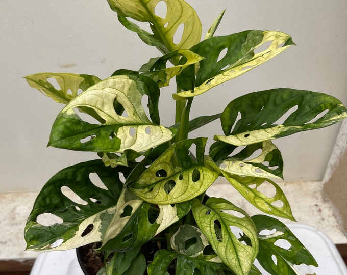 Rare Monstera Adansonii Archipelago Ghost Variegated Etsy