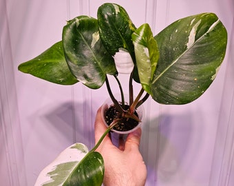 Philodendron White Princess