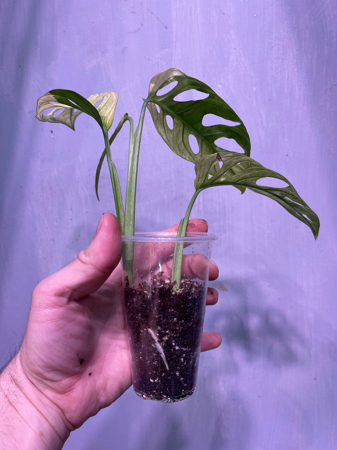 Rare Monstera Adansonii Archipelago Ghost Variegated Etsy