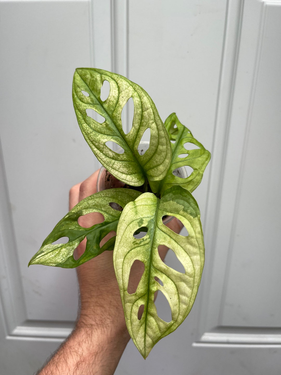 Rare Monstera Adansonii Archipelago Ghost Variegated Etsy