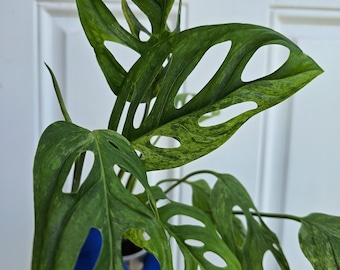 Rare Monstera Adansonii Mint Indonesia