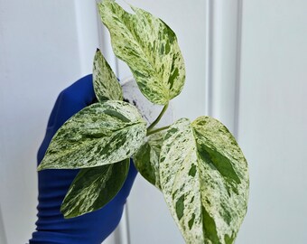 Epipremnum Pinnatum Variegata, varigated Epipremnum pothos