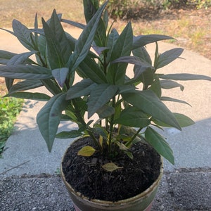 Tropical milkweed