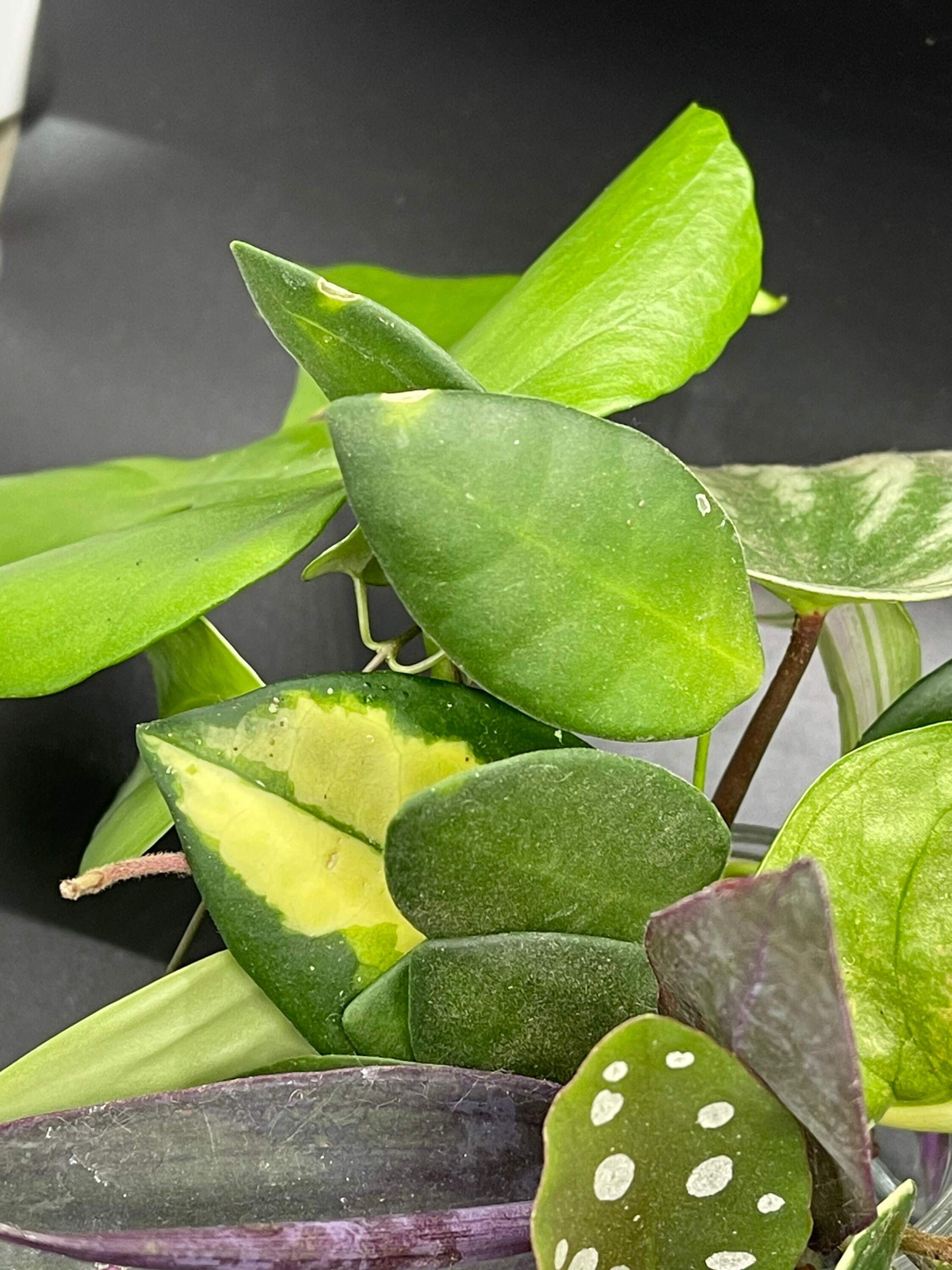 Not So Basic Mystery Box Plant Cuttings