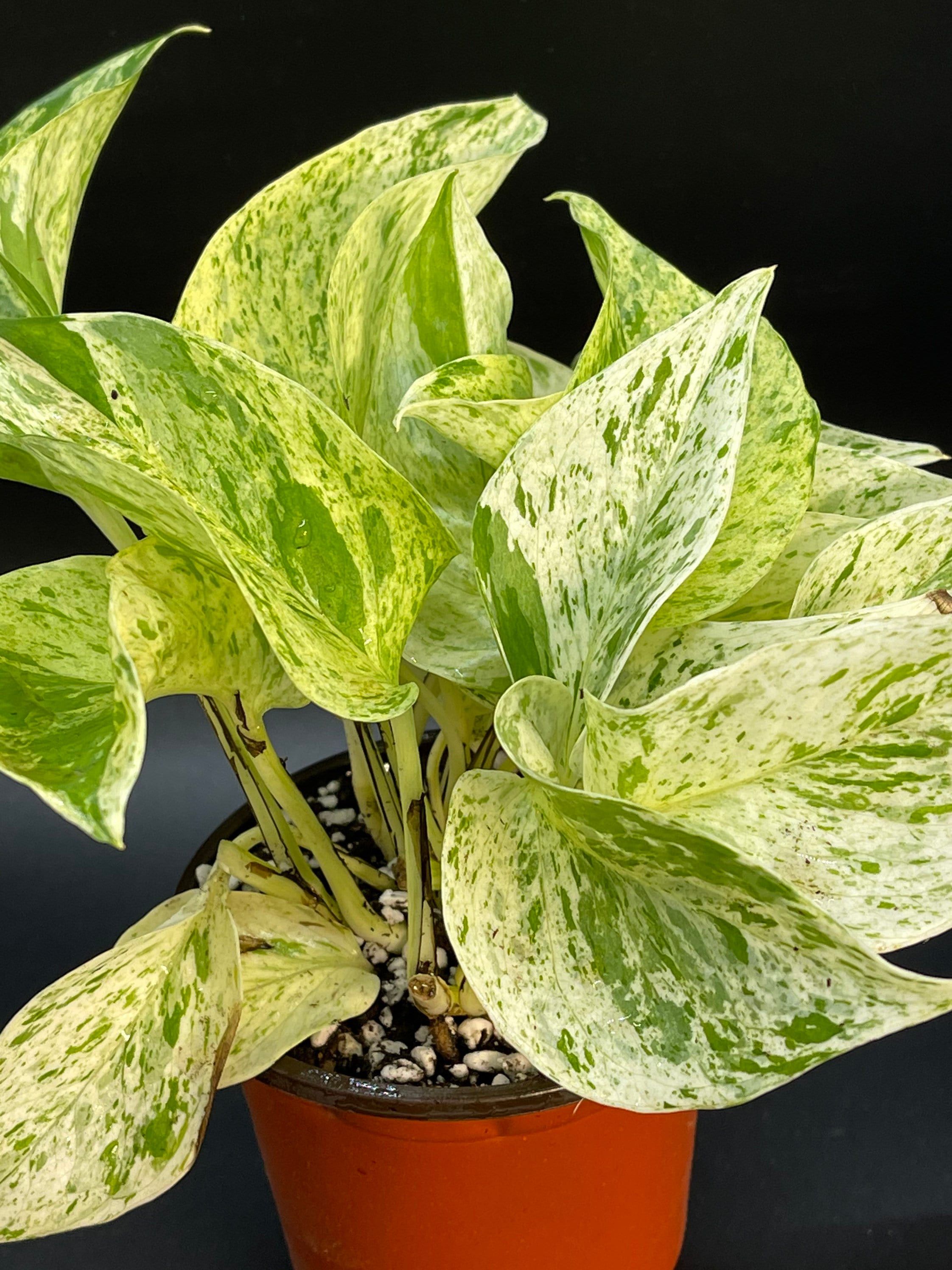 Marble Queen Pothos Epipremnum Aureum Etsy