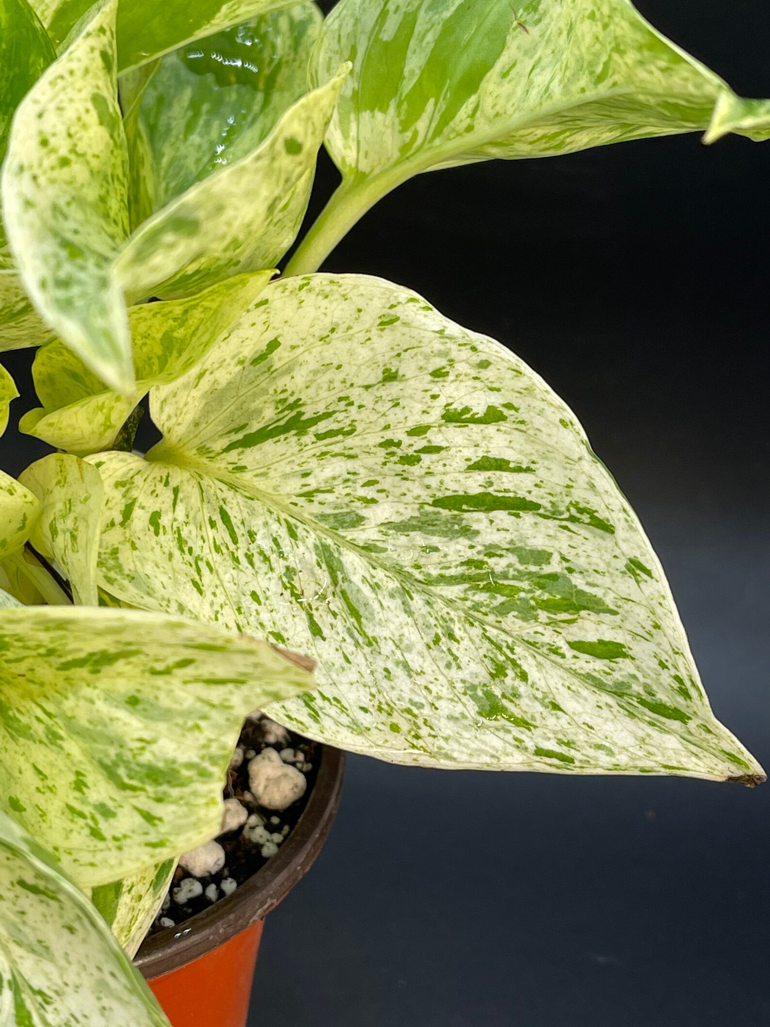 Marble Queen Pothos Epipremnum Aureum Etsy Marble Queen Pothos Epipremnum Aureum Etsy