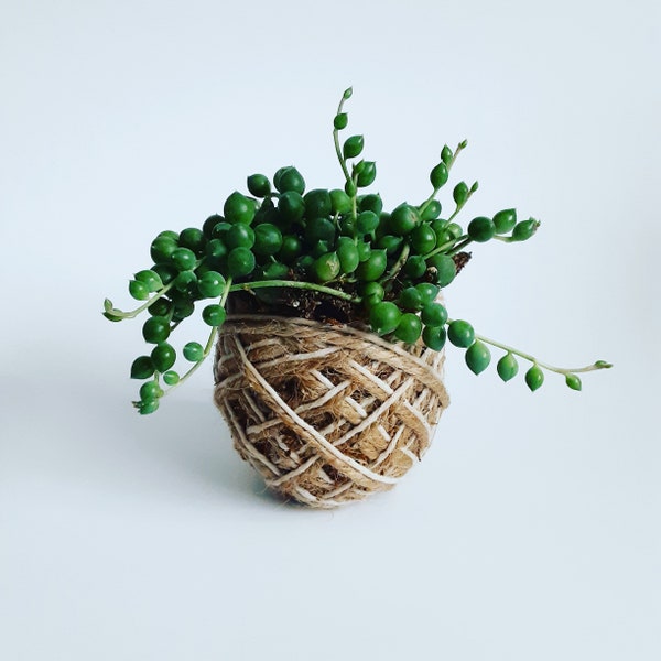 String of Pearls Kokedama -  Senecio Rowleyanus Moss Ball - String of Beads Live House Plant