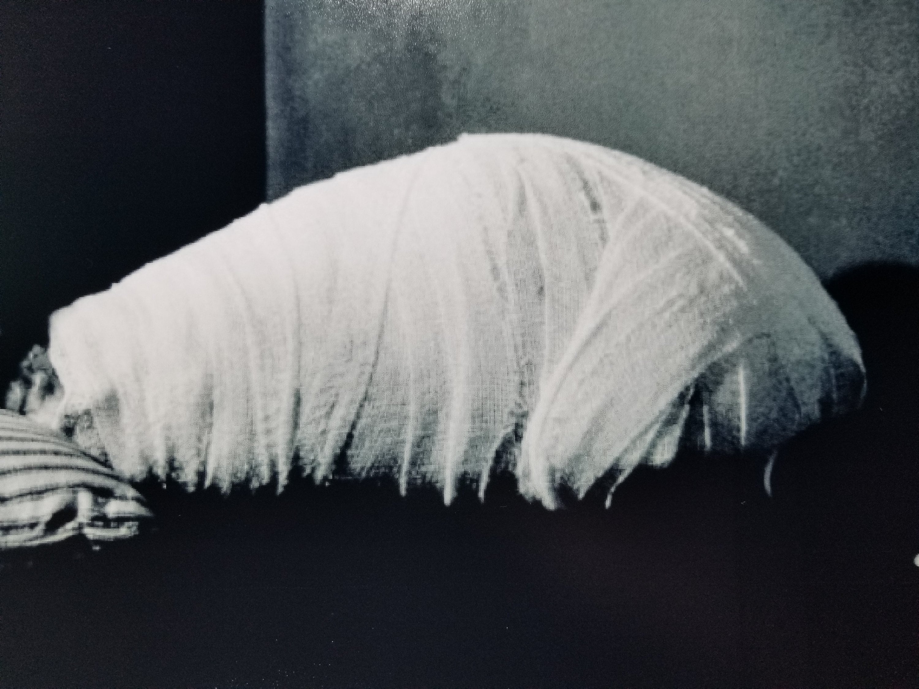 Eraserhead David Lynch Movie Poster Alien in Bed Scene Black Etsy