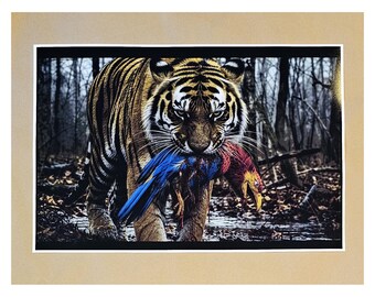 Missouri Mizzou MU Tigers KU Kansas Jayhawks Border War Rivalry Print