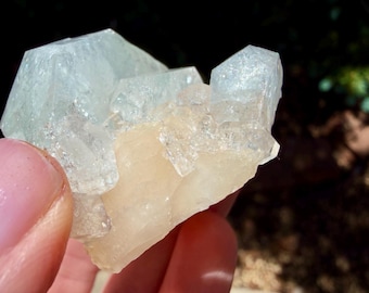 Pale GREEN Apophyllite with Stilbite Specimen! Zeolite | Gift W/ Every Purchase!