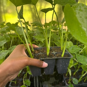 6 Pack Monstera Deliciosa Starters - Baby Monsteras, Monstera Seedlings, Beginner Plant