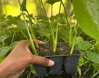 6 Pack Monstera Deliciosa Starters - Baby Monsteras, Monstera Seedlings, Beginner Plant