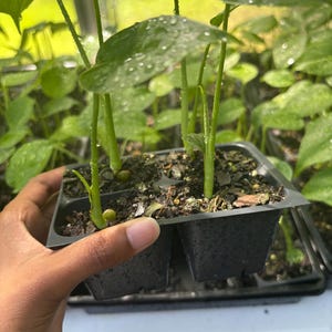 4 Pack Monstera Deliciosa Starters - Baby Monsteras, Monstera Seedlings, Beginner Plant