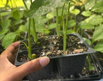 4 Pack Monstera Deliciosa Starters - Baby Monsteras, Monstera Seedlings, Beginner Plant