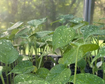 Monstera Deliciosa Starters - Baby Monsteras, Monstera Seedlings, Beginner Plant