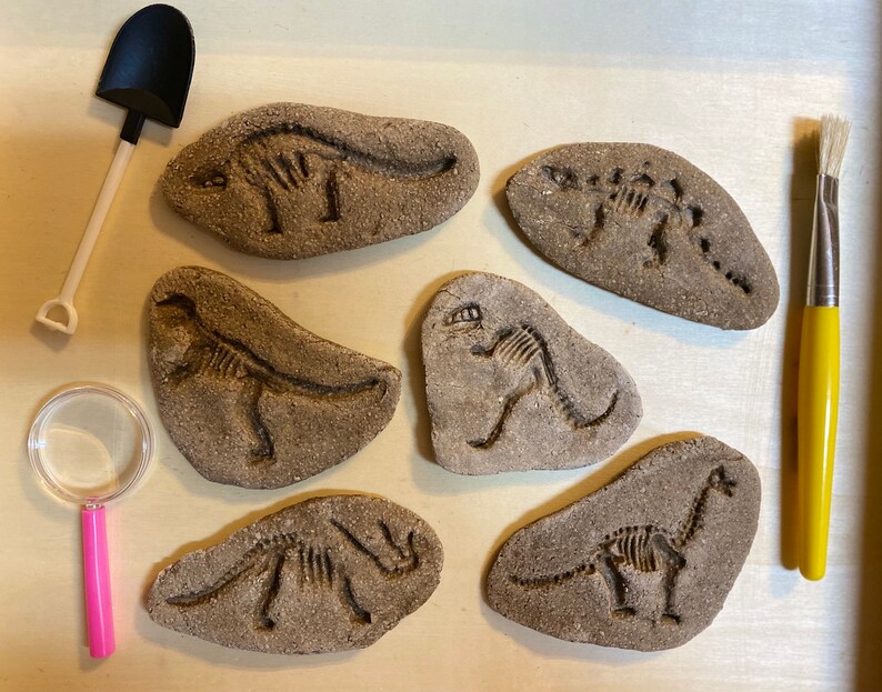 Dinosaur Fossil Kit Fossil Excavation Kit Paleontology Etsy