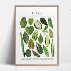 Cartel de la planta HOYA, identificación de la planta de la casa, regalo del amante de las plantas, arte de la pared botánica, imagen floral de la decoración de la planta DIGITAL Hoya Kerii Hearts