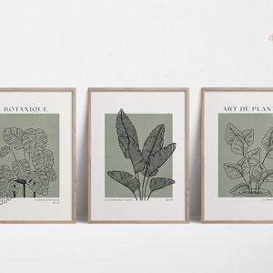 Arte de la pared verde salvia, arte de la pared de la planta, cartel de la planta de la casa con impresión de Monstera, impresión de arte francés, arte de la pared botánica, arte de la planta -IMPRESIONES DIGITALES