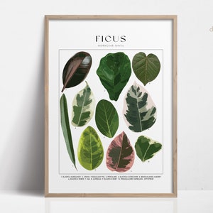 FICUS Plant Poster, House Plant Identification, Plant Lover Gift, Botanical Wall Art, Plant Decor Floral Picture DIGITAL Fiddle Leaf Fig