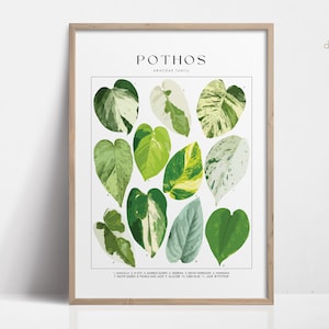 Cartel de la planta POTHOS, identificación de la planta de la casa, regalo del amante de las plantas, arte de la pared botánica, imagen floral de la decoración de la planta DIGITAL