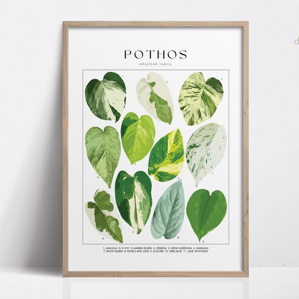 POTHOS Plant Poster, House Plant Identification, Plant Lover Gift, Botanical Wall Art, Plant Decor Floral Picture DIGITAL