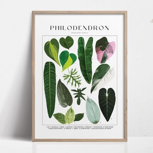 PHILODENDRON Pianta Poster Identificazione della Pianta della Casa, Regalo per Amante delle Piante, Arte della Parete Botanica Decorazione Floreale Immagine DIGITALE Principessa Rosa