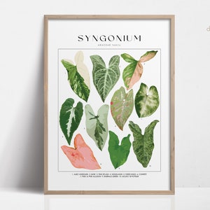 SYNGONIUM Pflanzen Poster, Haus Pflanzenkennzeichnung, Geschenk für Pflanzenliebhaber, botanische Wandkunst, Pflanzendekor Blumenbild DIGITAL