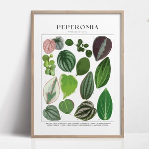 PEPEROMIA Plant Poster, House Plant Identification, Plant Lover Gift, Botanical Wall Art, Plant Decor Floral Picture DIGITAL Plant Names