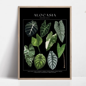 Cartel de la planta ALOCASIA, identificación de la planta de la casa, regalo del amante de las plantas, arte de la pared botánica, imagen floral de la decoración de la planta DIGITAL