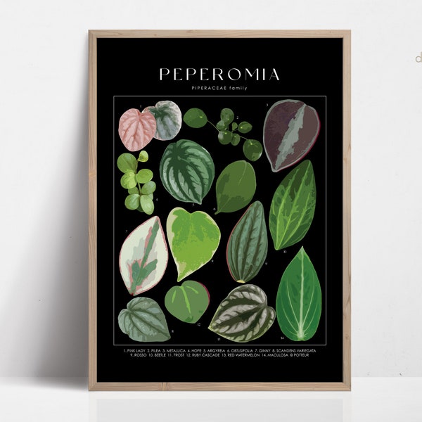 PEPEROMIA Plant Poster, House Plant Identification, Plant Lover Gift, Botanical Wall Art, Plant Decor Floral Picture DIGITAL