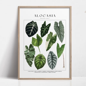 ALOCASIA Impresión digital, Impresiones de arte Descarga digital, Regalo amante de las plantas para ella, Cartel de plantas, Arte de pared botánico Impresiones de arte descargables
