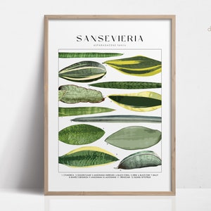 Cartel de la planta de serpiente SANSEVIERIA, identificación de la planta de la casa, regalo del amante de las plantas, arte de la pared botánica, imagen floral de la decoración de la planta DIGITAL
