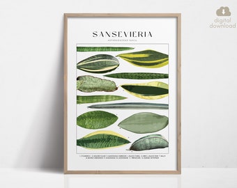 Cartel de la planta de serpiente SANSEVIERIA, identificación de la planta de la casa, regalo del amante de las plantas, arte de la pared botánica, imagen floral de la decoración de la planta DIGITAL