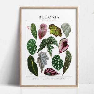 Cartel de la planta BEGONIA, identificación de la planta de la casa, regalo del amante de las plantas, arte de la pared botánica, imagen floral de la decoración de la planta planta de lunares DIGITAL