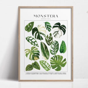 Cartel de la planta MONSTERA, identificación de la planta de la casa, regalo del amante de las plantas, arte de la pared botánica, imagen floral de la decoración de la planta DIGITAL