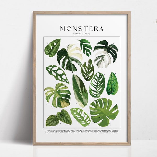 MONSTERA Plant Poster, House Plant Identification, Plant Lover Gift, Botanical Wall Art, Plant Decor Floral Picture DIGITAL