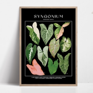 Póster de plantas SYNGONIUM, identificación de plantas de interior, regalo para amantes de las plantas, arte de pared botánico, imagen floral de decoración de plantas DIGITAL