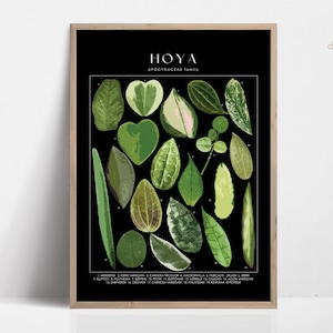 Pôster de planta HOYA, identificação de planta de casa, presente para amante de plantas, arte botânica de parede, decoração de plantas, imagem floral digital