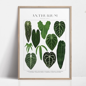 ANTHURIUM Impresión digital, Impresiones de arte Descarga digital, Regalo amante de las plantas para ella, Cartel de plantas, Arte de pared botánico Impresiones de arte descargables