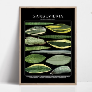 SANSEVIERIA Snake Plant Poster, House Plant Identification, Plant Lover Gift, Botanical Wall Art, Plant Decor Floral Picture DIGITAL