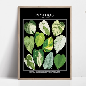 POTHOS Plant Poster, House Plant Identification, Plant Lover Gift, Botanical Wall Art, Plant Decor Floral Picture DIGITAL