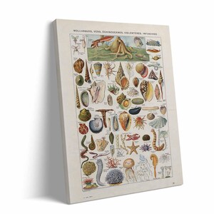 Wetenschappelijke natuur illustratieposters voor in de klas vintage educatieve canvas muurkunst kolibrie en mariene biologie soortenkaart afdrukken