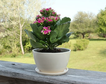 Jardinière, Jardinière minimale, Bol de jardinière, Jardinière avec assiette