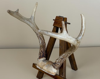 Vintage authentieke whitetail hertengewei montage rek schedelplaat