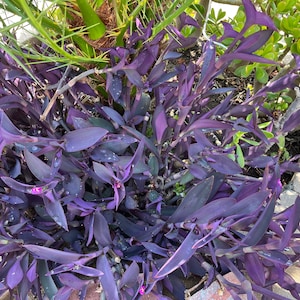 5 cuttings Purple Heart Wandering Jew Cutting Tradescantia Pallida Purpurea kids gift Cactus Succulents 4"-6" long