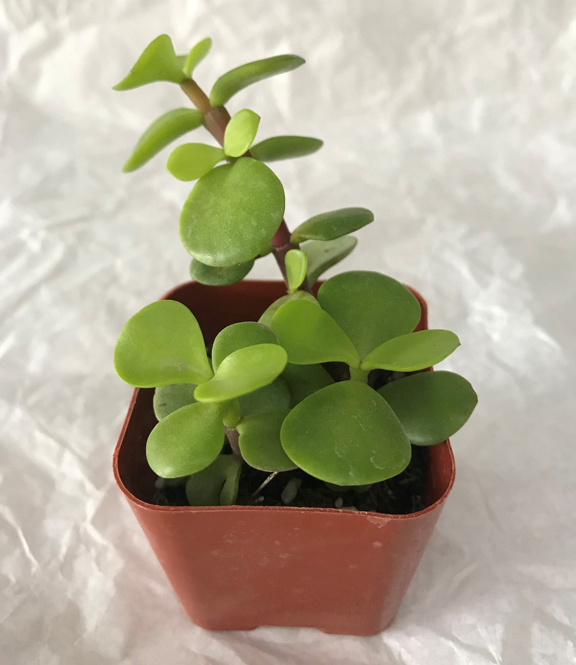 4 packs Succulents Elephant Bush Portulacaria afra Dwarf Jade | Etsy
