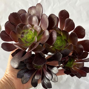 5 Cuttings Black Rose Aeonium Arboreum Zwartkop Succulent cactus Plants gift