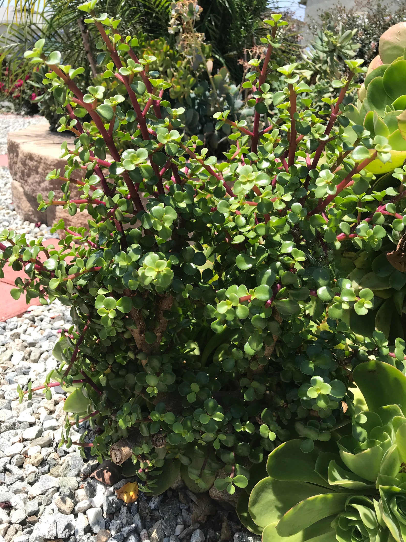 4 packs Succulents Elephant Bush Portulacaria afra Dwarf Jade | Etsy